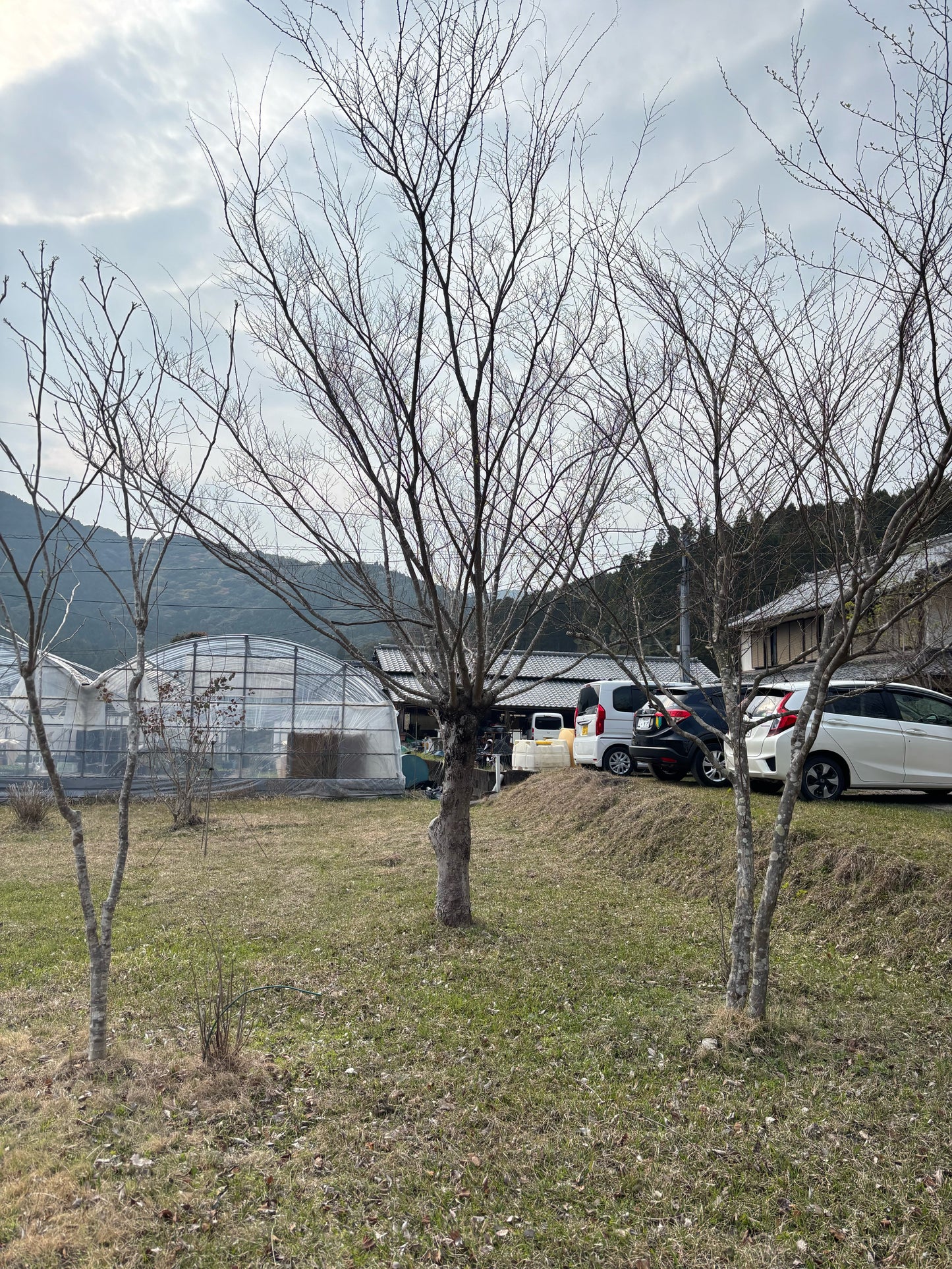 【ESP001】Tree and Car