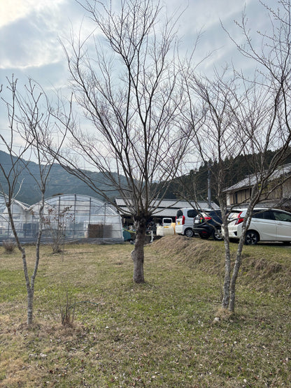 【ESP001】Tree and Car